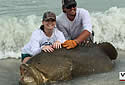 goliathgrouper