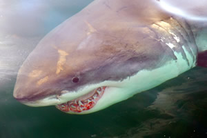 great white shark age