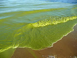 green algae lake erie