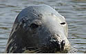greyseal