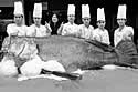 grouper