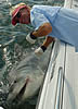 hiltonshark