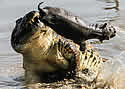 hippotoss