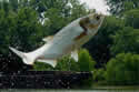 hungrycarp
