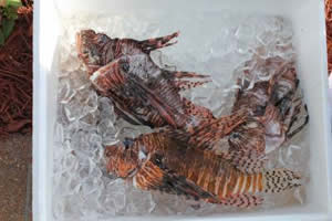iced lionfish eating