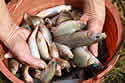invasivecarp