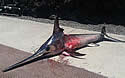 killerfish