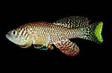 killifish