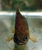 kiwifish