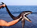 lacefish