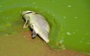 lake erie algae