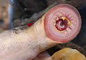 lamprey