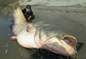largecatfish