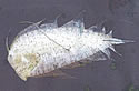larvalflounder