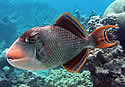 lazyfish