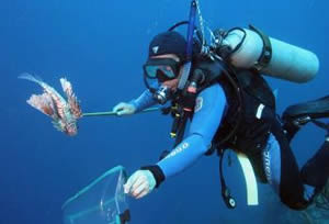 lionfish control study