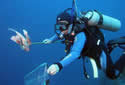 lionfishcontrolstudysm
