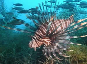 lionfish invasion