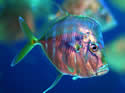 lookdownfishcamouflagesm