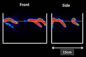 lugworm petscan