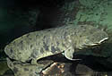 lungfish