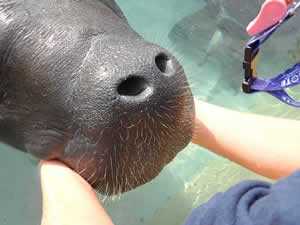 manatee muzzle sensitivity