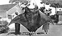massivemanta