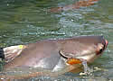 mekongcatfish