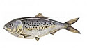 menhaden