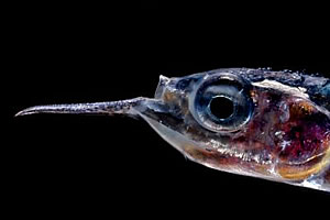 mesopelagic fish