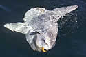 mola