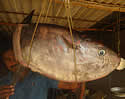 molamolasri