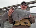 monstercatfish