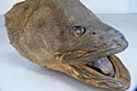 murraycod