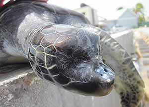 mutated turtle cayman islands turtle farm