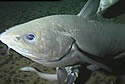 newfishdeep