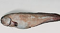 newfishspecies