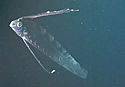 oarfish