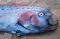 oarfishgiant