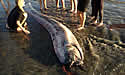 oarfishsandiego