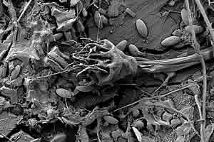 ocean plastic microbes