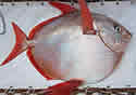 opah