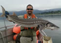 pacificsturgeon
