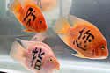 paintedfish