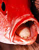 parasitetongue