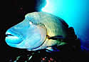 parrotfish