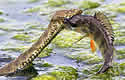 perchsnake