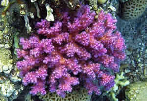 photoprotective chromoprotein coral