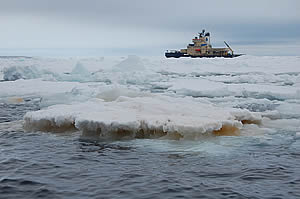 phytoplankton ice iron antarctic bloom