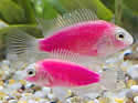 pinkangelfish